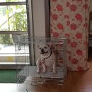 똥깡아지네 이미지