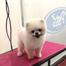 슈팅가이 켄넬 이미지