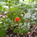 노고단-6 이미지