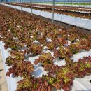 수현농장 이미지