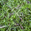 싱그러운청도로(여름) 이미지