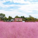 찬란하게 빛나는 가을의 색, 평택 바람새마을 :: 바람새마을, 소풍정원, 평택시농업생태원 이미지