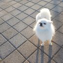 오늘도 즐겁개 이미지