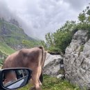 소들의 천국 이미지