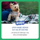 펫츠런 이미지