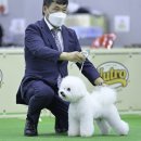 에스티 비숑프리제 이미지