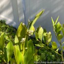 보라색라임 이미지