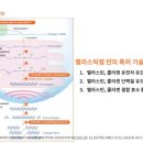 주식회사 엘라스틱랩