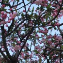 24년 4월 11일(목) 진달래꽃축제기간 강화고려산 이미지
