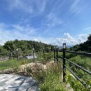 나무들의 수다 이미지