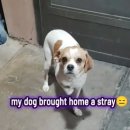 강아지집 이미지