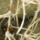 치와와 둥지 이미지