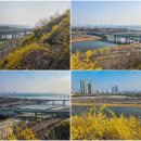 황금빛 노을 | 봄날에 찾아본 서울 응봉산 개나리축제 (2026-3-28)