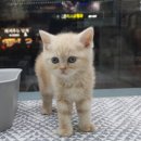 대구고양이분양 원펫 이미지