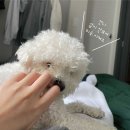 가좌동, 가좌시장 인근 애견미용 라라몽 솔직한 후기