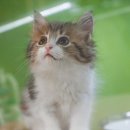 고양이분양은 노블캣 랙돌놀숲분양캐터리 대전점 이미지