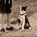 데이지동물병원 이미지