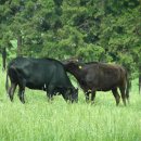 흥원목장 이미지