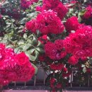 신애보육원 이미지