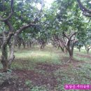 단감농장 이미지