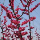 왜관초교 이미지