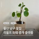 유칼리식물상점 | 울산 남구 꽃집 리울프 화훼 중개 플랫폼으로 필레아페페 구입 후기