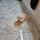 블루멍S 이미지