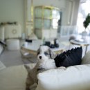 퍼피프린스 이미지