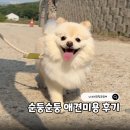애견미용실 - 여수시 시청서3길 21-3 | 강아지 미용 포메 물개컷 가격, 순둥순둥 안성 애견 미용실 후기