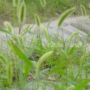 강아지풀 이미지