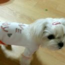 퍼피엔젤 이미지