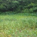 원지 농장 이미지