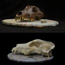 중앙환경계측(The iJEM) | 빅토리아 시대 사람들이 현대 개를 만들었다는 말은 신화일 뿐