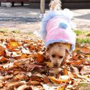 푸들사랑 이미지