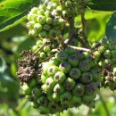 목천농장 이미지