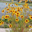 수호 농장 이미지