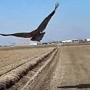 전북야생동물구조관리센터 이미지