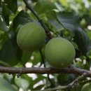 옥영농장 이미지