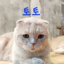 구름위의고양이 이미지