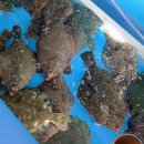 해변횟집 이미지