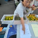 한가위 ‘송악산알뜨르 평화축제’ 이미지