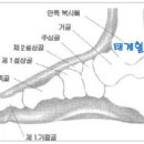 척추평형을 잡아주는 곤륜 , 태계 혈 (맛사지 해주면 허리건강과 아이들 성장에 최고 좋아요 ^^) 이미지