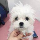 미쓰멍 이미지