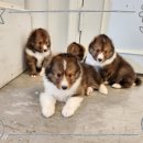 우리집 댕댕이 이미지