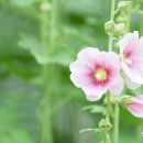 향기3로 이미지