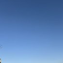 고릴라 복싱 이미지