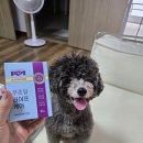 건강종합면역찜질방 | 강아지 종합 영양제 추천, 노견 면역·장·관절 관리 푸초밀 라이프케어 후기