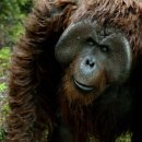 Kingdom of The Planet of The Apes 2024 | 영화 혹성탈출: 새로운 시대(Kingdom of the Planet of the Apes, 2024) 후기 리뷰 평점 쿠키