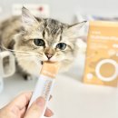 누리 | 고양이 면역력 영양제 추천 구내염 관리에 좋은 펫누리 츄르 간식 후기