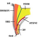 피곤하면 왜 쌍꺼풀이 진해지거나 생길까? 이미지